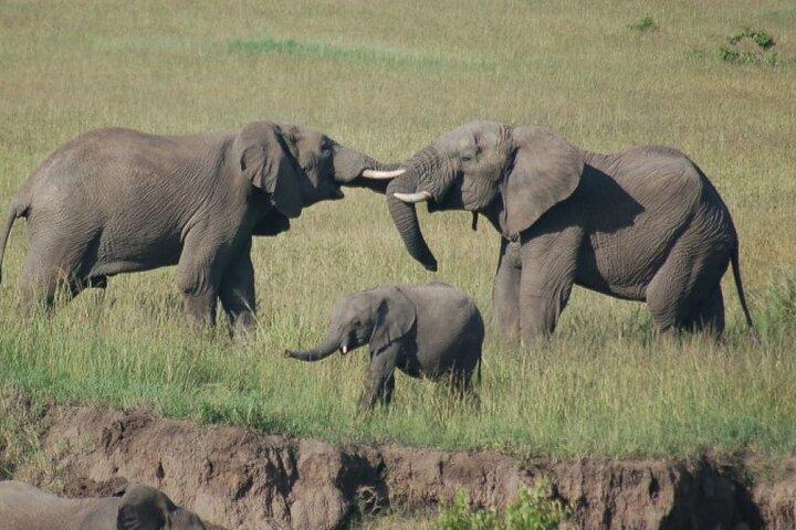 3 day Maasai Mara Small Group Safari in a 4 x4 Land Cruiser Jeep