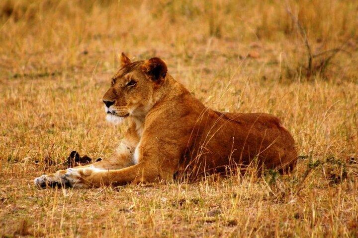 3 day Maasai Mara Small Group Safari in a 4 x4 Land Cruiser Jeep
