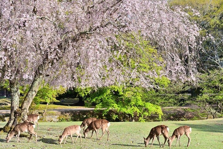 Kyoto & Nara: Nara Park, Fushimi Inari & Arashiyama Day Trip