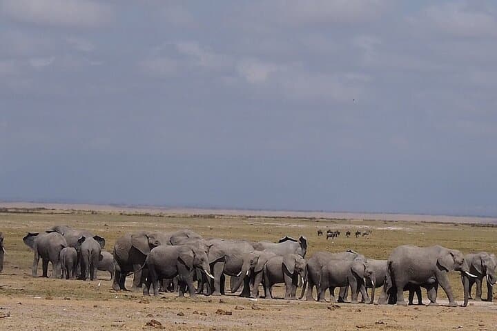 Day Tour to Amboseli National Park