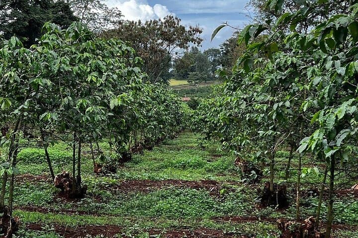 Tour to Fairview Coffee Farm