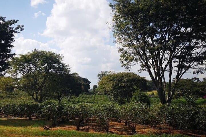 Tour to Fairview Coffee Farm