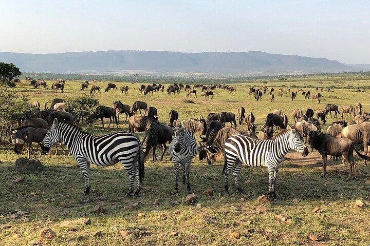 3 days Masai Mara Group shared Adventure on 4x4 Land Cruiser