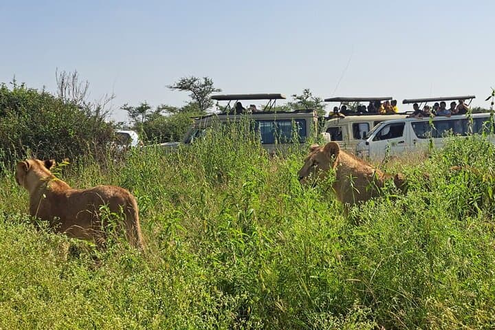 Nairobi National Park Half-day Game Drive