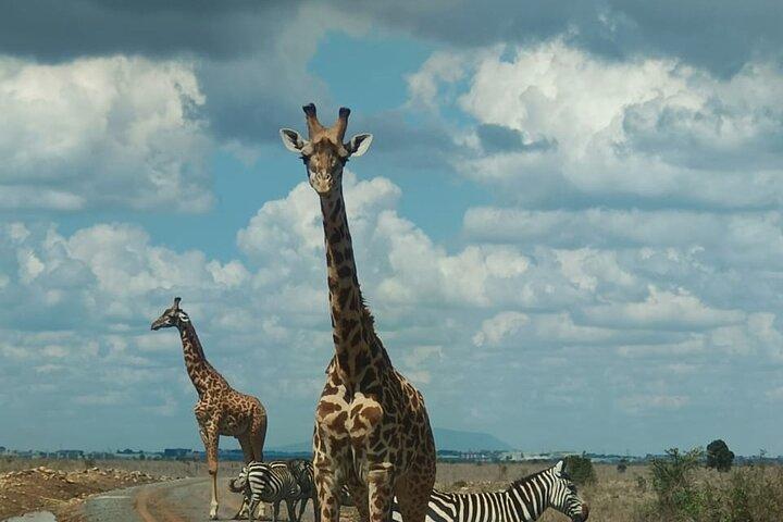 Nairobi National Park Tour