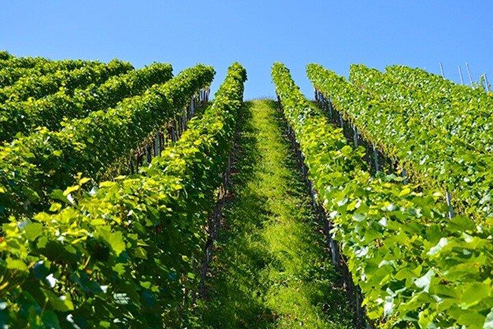 Full Day Stellenbosch, Franschhoek and Paarl Winelands Tour
