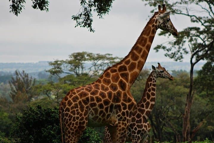 Day Trip to Giraffe Centre Karen Blixen and Lunch Carnivore