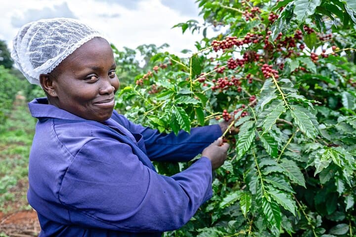 Coffee Farm Village and Factory Half Day Tour with Pick-Up