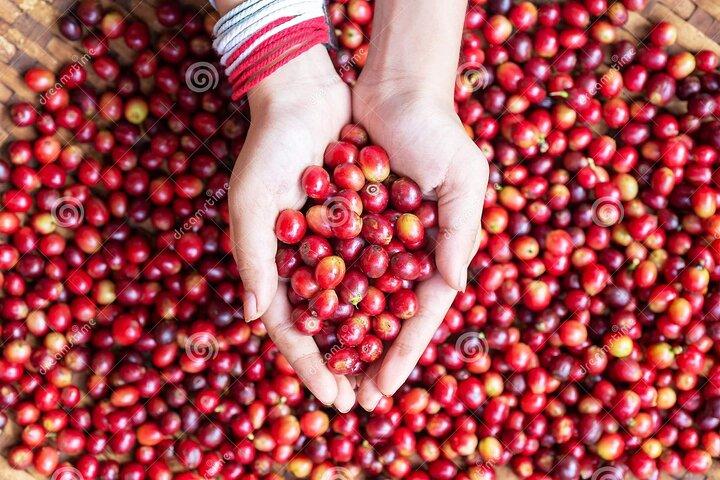 Coffee Farm Village and Factory Half Day Tour with Pick-Up