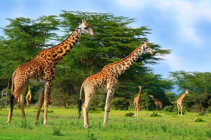 Crescent Island Walking Safari & Naivasha Boat Ride