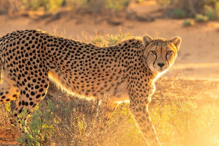 Bo-Kaap, Cheetah Outreach Firgrove & Stellenbosch Wine Tasting