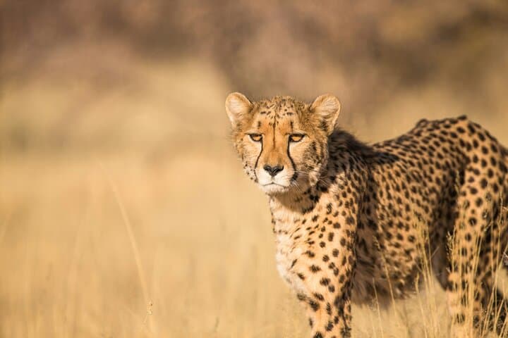 Bo-Kaap, Cheetah Outreach Firgrove & Stellenbosch Wine Tasting