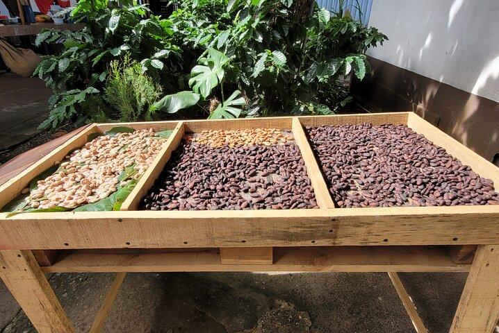 2 Hour Coffee & Chocolate Tour in Playas del Coco