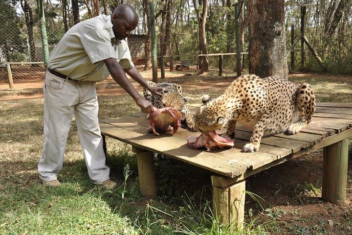 Animal Orphanage with Safari Walk and Bomas of Kenya Guided Tour