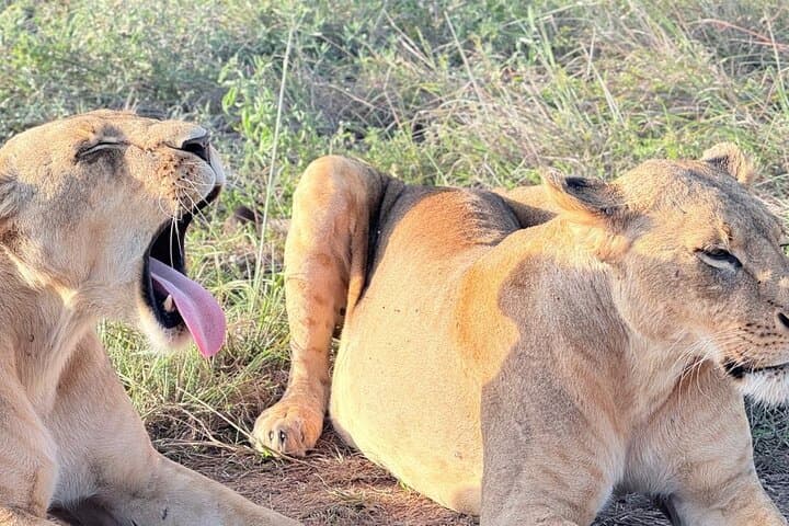 Nairobi: Half-Day Game Drive at Nairobi National Park