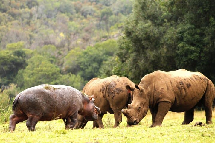 South Africa Cape Town Aquila Safari Full Day Tour