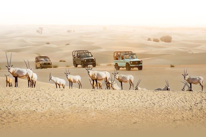 Evening Heritage Safari by Vintage G-Class at Al Marmoom Oasis