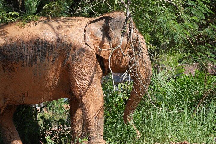 Half-Day Highlight with Elephants (NO-Touching) in Ao Nang