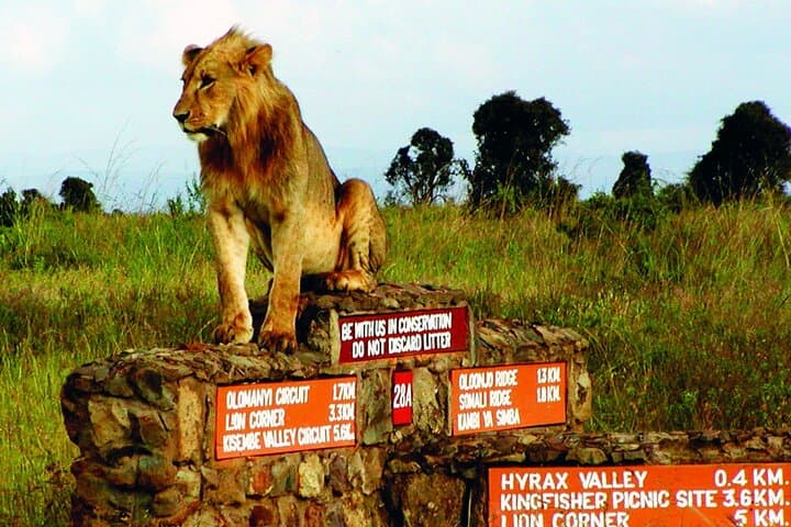 Nairobi National Park Half-Day Game Drive With Free Pick Up