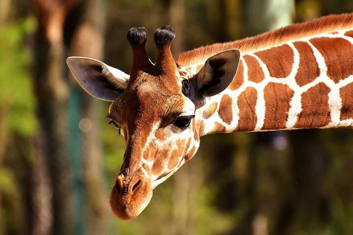 Nairobi national park drive Private tour