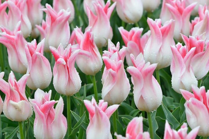 From Amsterdam - Private Keukenhof Garden Tour (Skip-the-line)