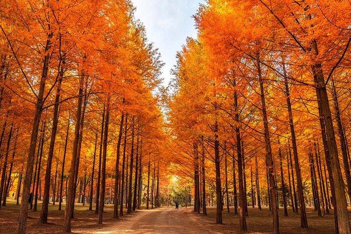 Seoraksan with Nami Island or Sinheungsa Temple tour from Seoul