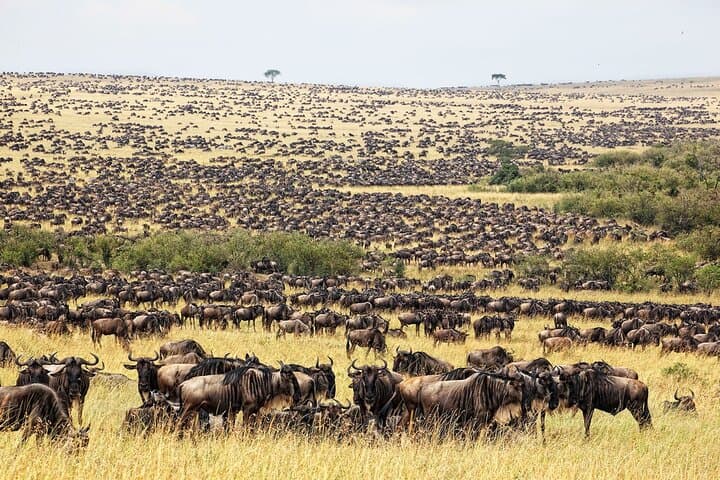 8 Days Masai Mara Lake Manyara, Ngorongoro and Serengeti Safari