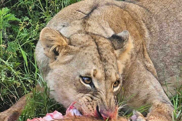 Nairobi National Park Half-day Game Drive