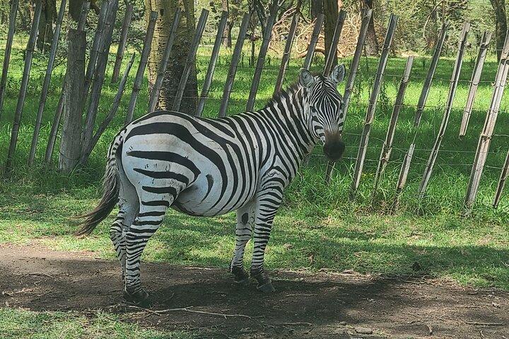 Nairobi: Day tour to Hell's gate, Lake Naivasha & crescent island