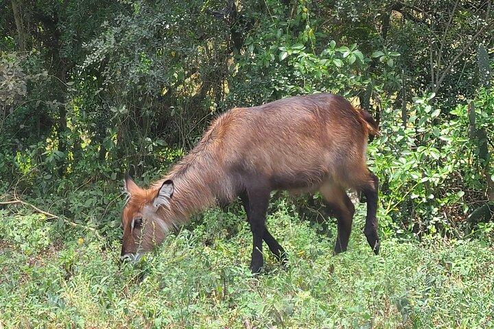 Nairobi: Day tour to Hell's gate, Lake Naivasha & crescent island