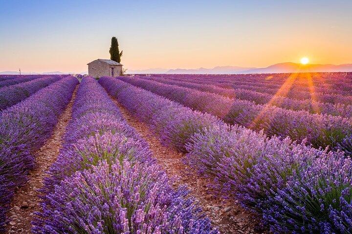 Provence & Lavender - Shared and Guided Tour from Nice