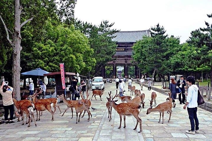 Discover Himeji, Kobe and Nara from Osaka