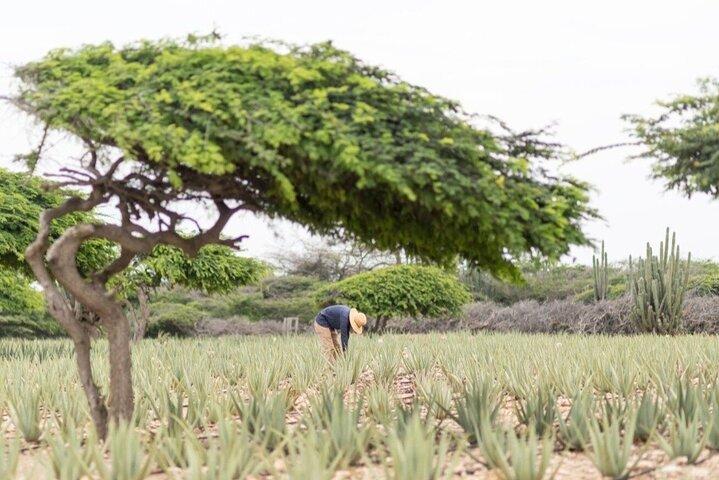 Half-Day Aruba Sightseeing Tour & Beach in an Air-condition Bus