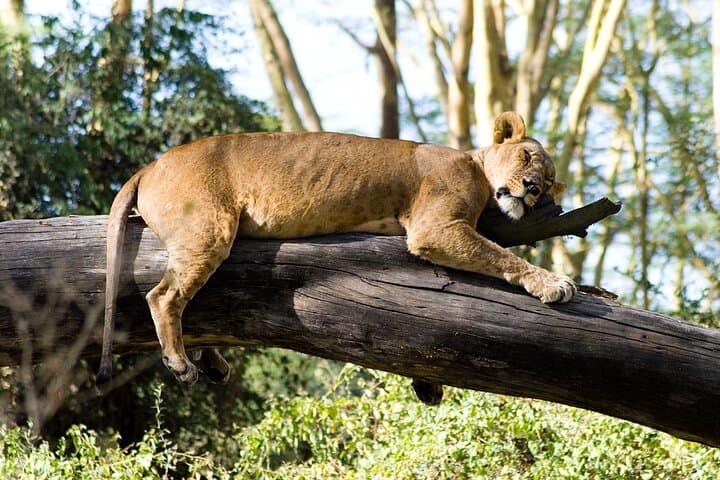Three Day Thrilling Masai Mara Jeep Safari Spectacle