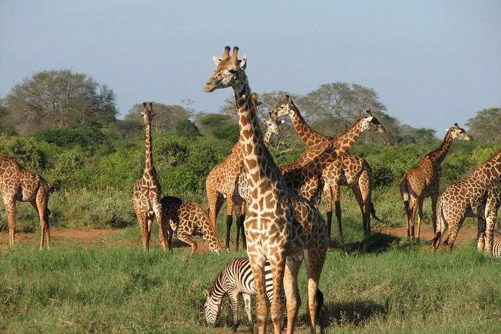 10 Day Best of Kenya and Tanzania Private Safari in a 4WD Jeep