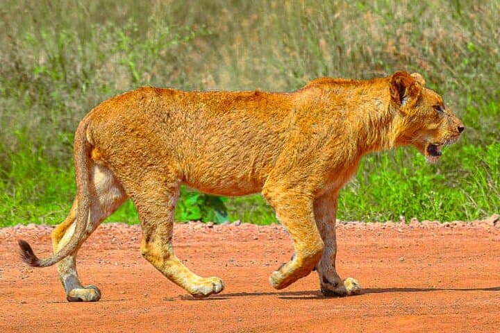 Nairobi National Park Half-day Game Drive