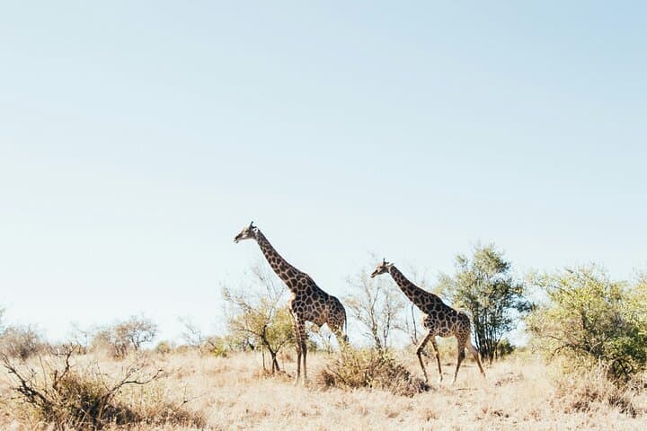 Aquila Big 5 Game Drive Full Day Tour