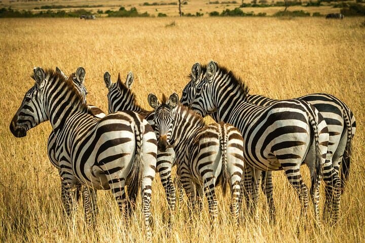Aquila Big 5 Game Drive Full Day Tour