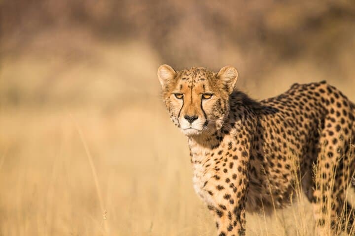Aquila Big 5 Game Drive Full Day Tour