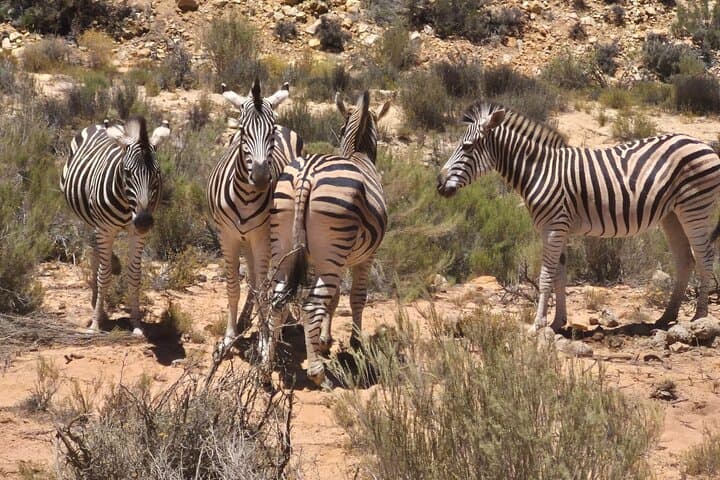 Sunset Aquila Big 5 Game Reserve Safari with Ticket and Snacks