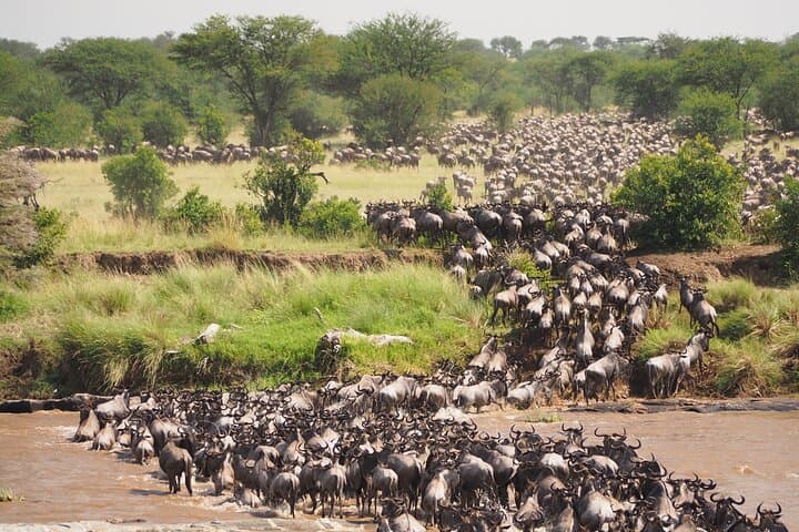 Three Day Thrilling Masai Mara Jeep Safari Spectacle