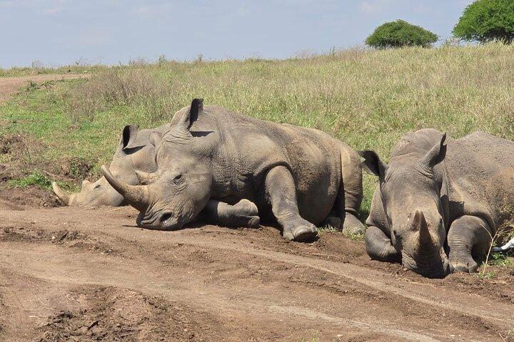 Nairobi National Park Wildlife Safari