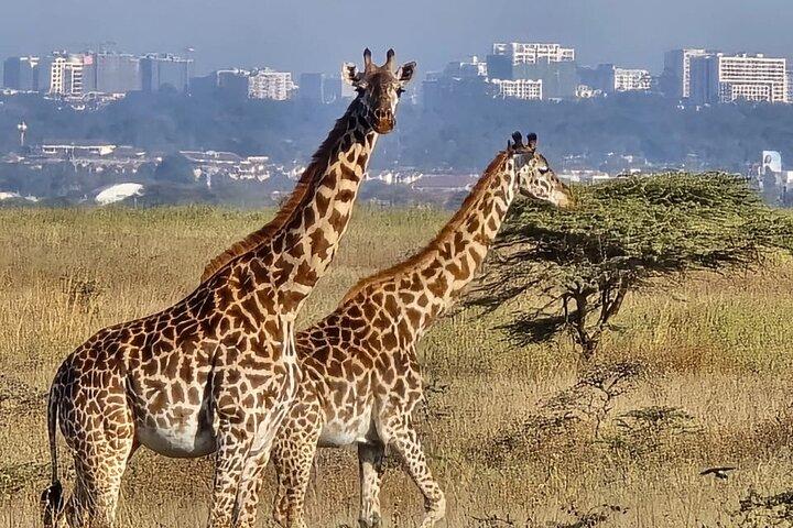 Nairobi National Park Wildlife Safari
