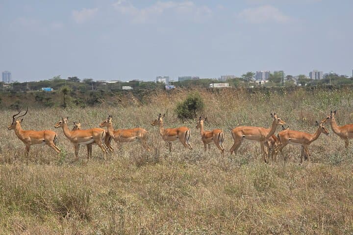 Nairobi National Park Wildlife Safari