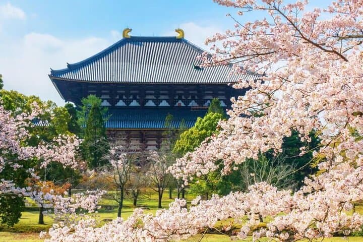 Nara Deer Park, Todaiji Temple, Uji Matcha & Hot Spring Day Tour