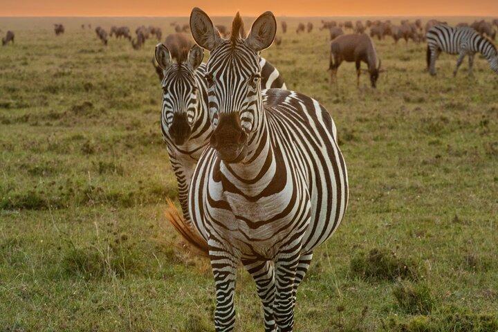 3 Days 2 Nights Masai Mara Budget Safari