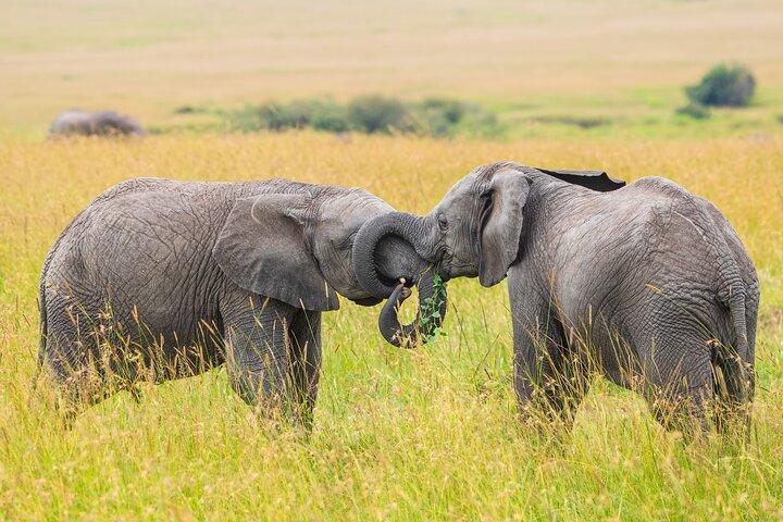 3 Days 2 Nights Masai Mara Budget Safari