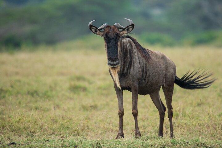 3 Days 2 Nights Masai Mara Budget Safari