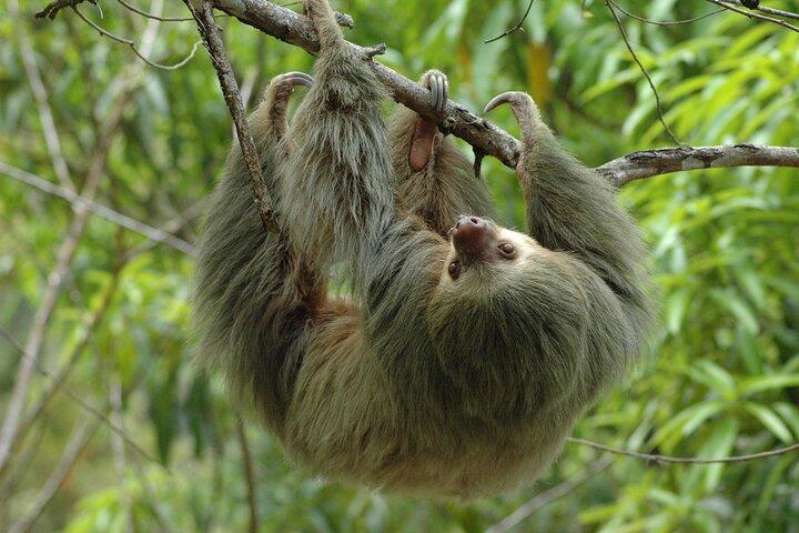 Manuel Antonio National Park Guided Tour from Jaco and Los Suenos