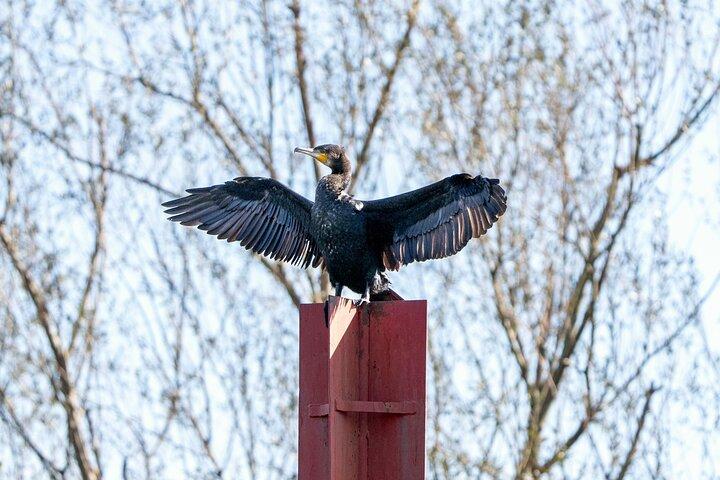 Skadar Lake National Park: Birdwatching & Photography Tour